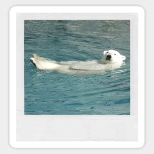 Polar Bear Photograph (Chillin') Animal Lover Gift Funny Graphic Picture Sticker